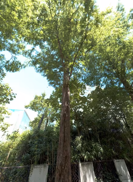 tree photo