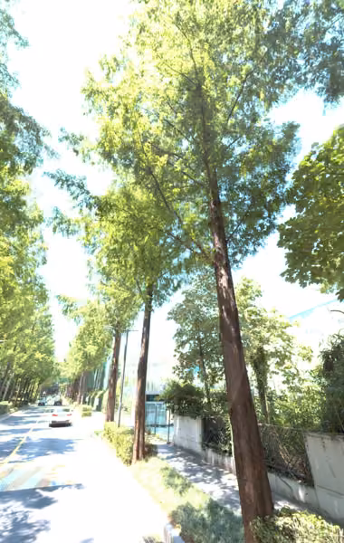 tree photo
