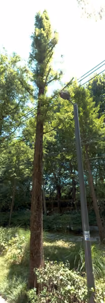 tree photo