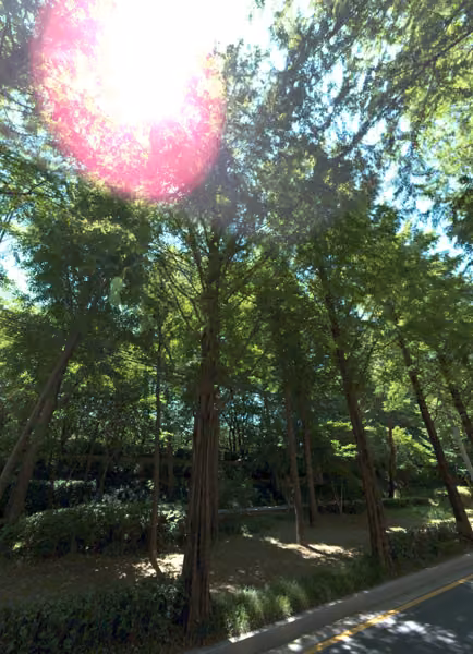 tree photo