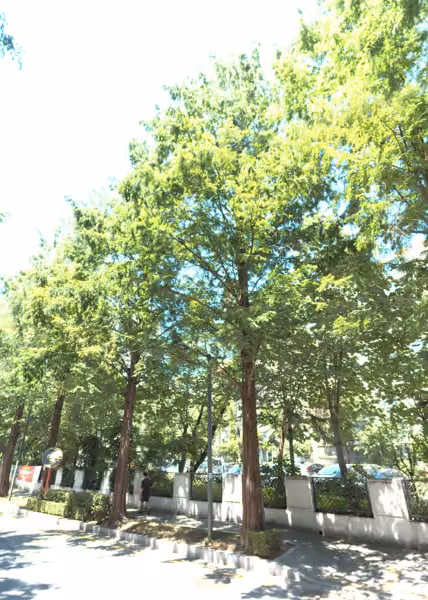 tree photo