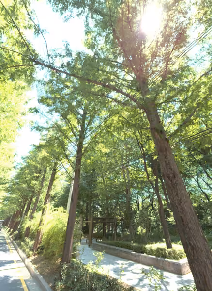 tree photo