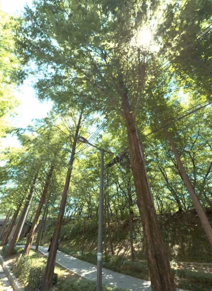 tree photo