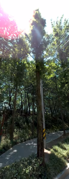 tree photo