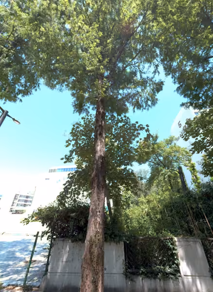 tree photo