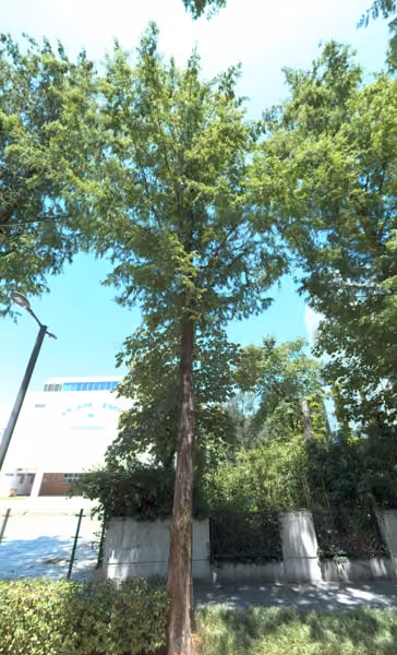 tree photo