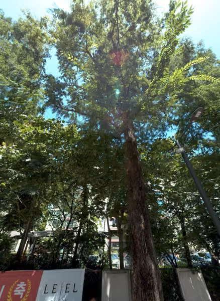tree photo