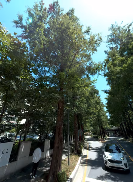 tree photo