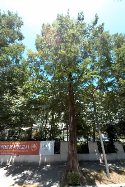 tree photo