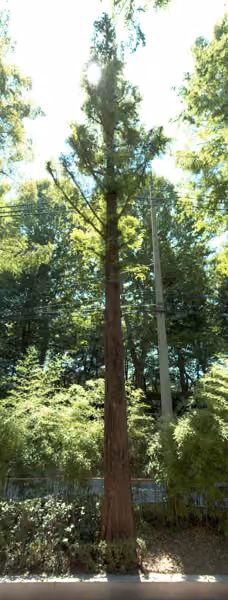 tree photo