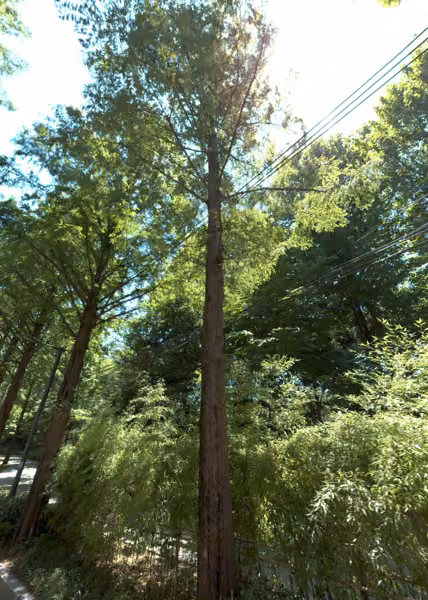 tree photo