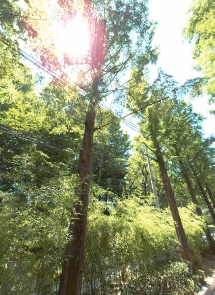 tree photo