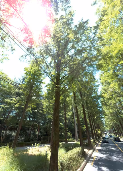 tree photo