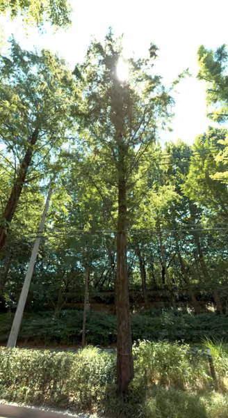tree photo