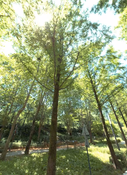 tree photo