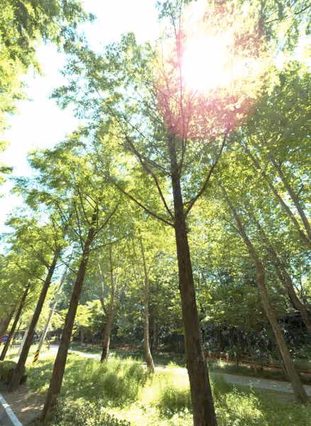 tree photo