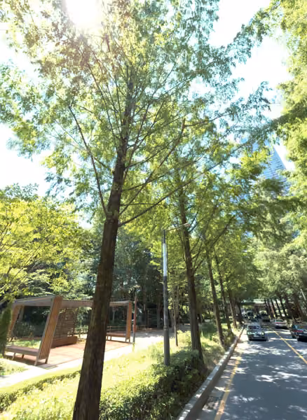 tree photo