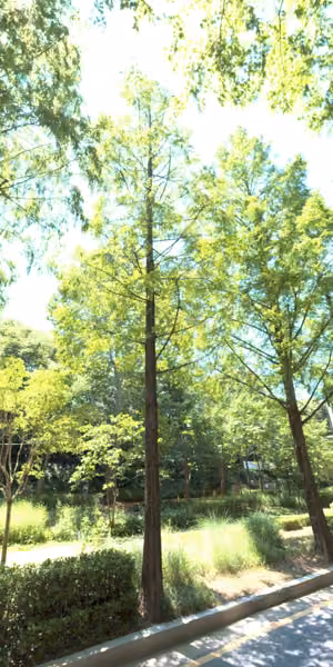 tree photo