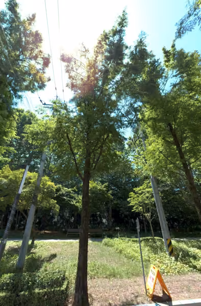 tree photo