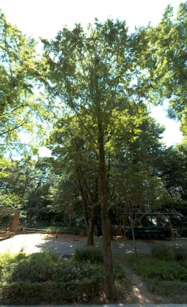tree photo