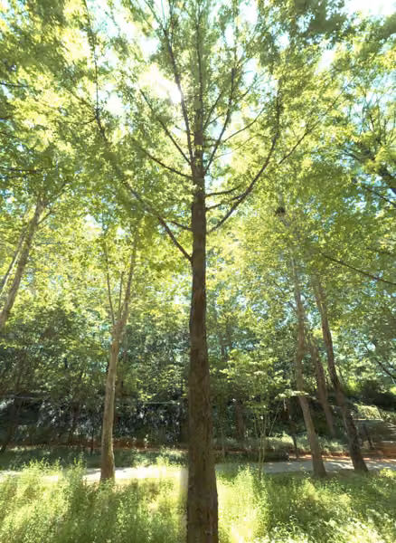 tree photo