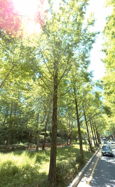 tree photo