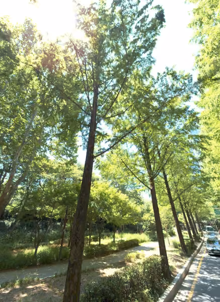 tree photo