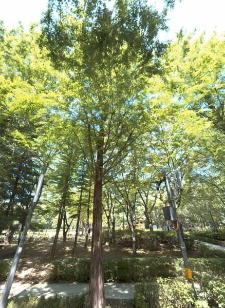 tree photo