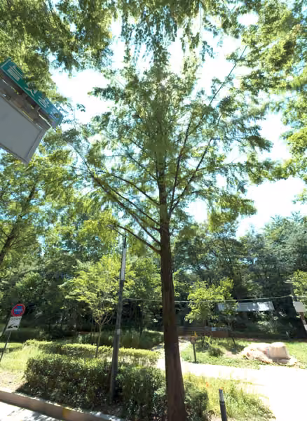 tree photo