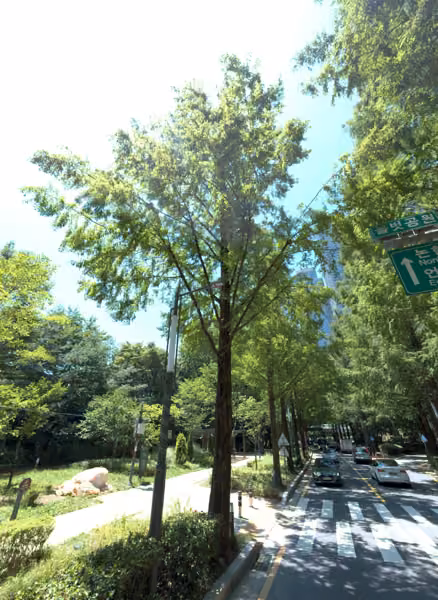 tree photo