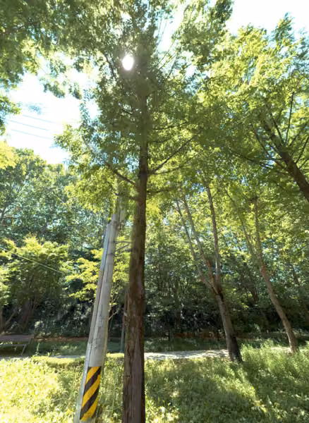 tree photo