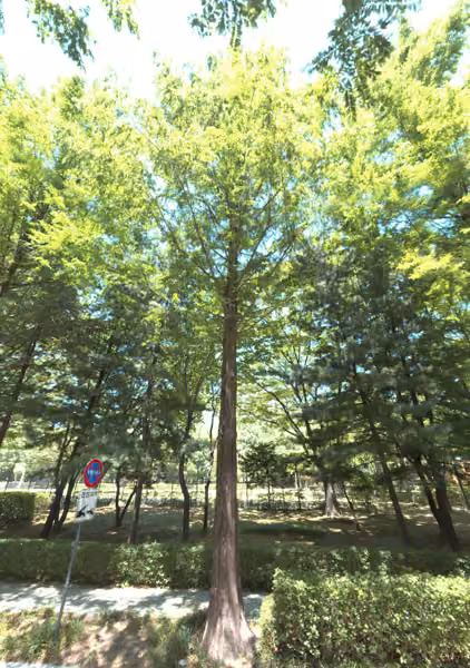 tree photo