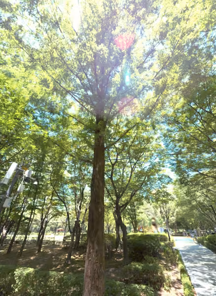 tree photo
