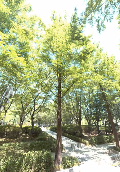 tree photo