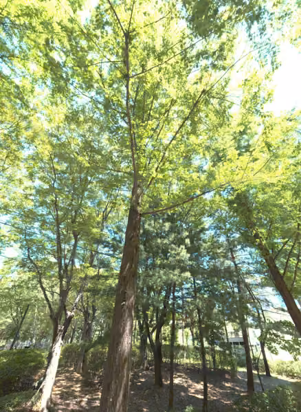tree photo