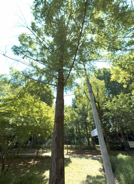 tree photo