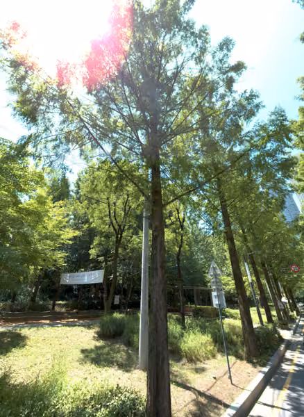 tree photo