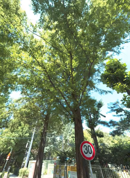 tree photo