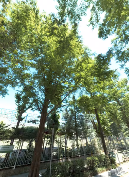 tree photo