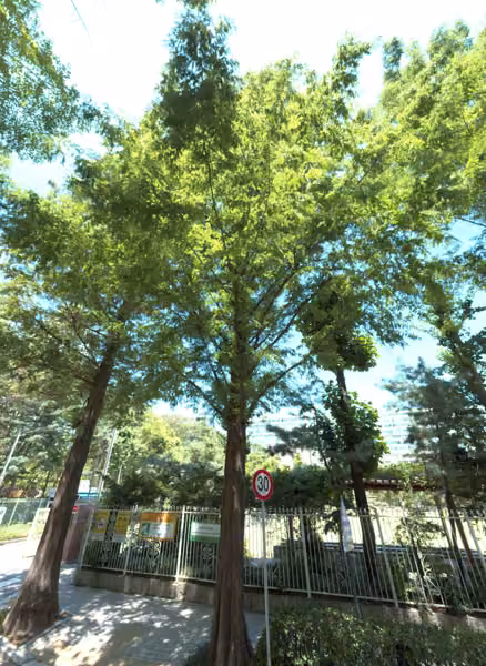 tree photo