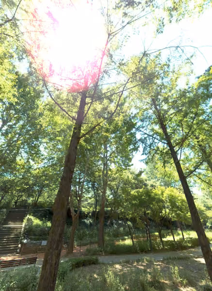 tree photo
