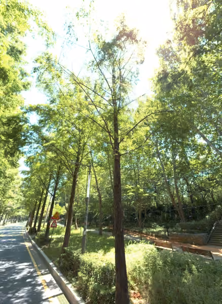 tree photo