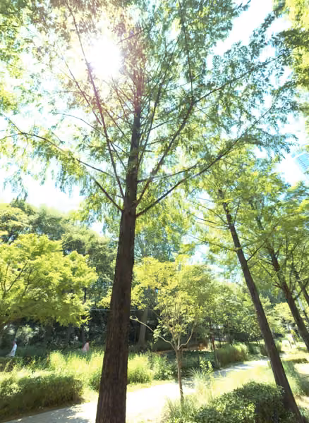 tree photo