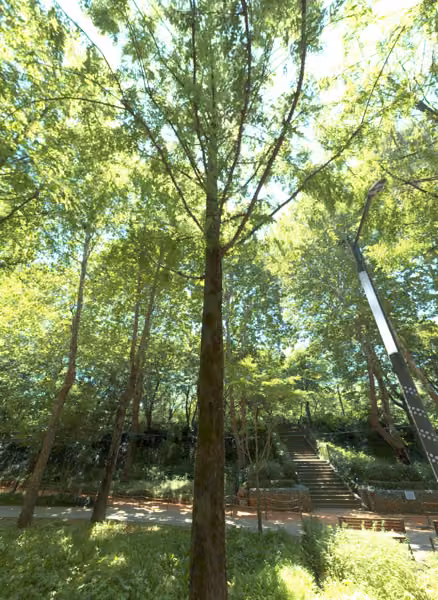 tree photo