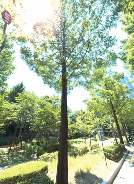 tree photo