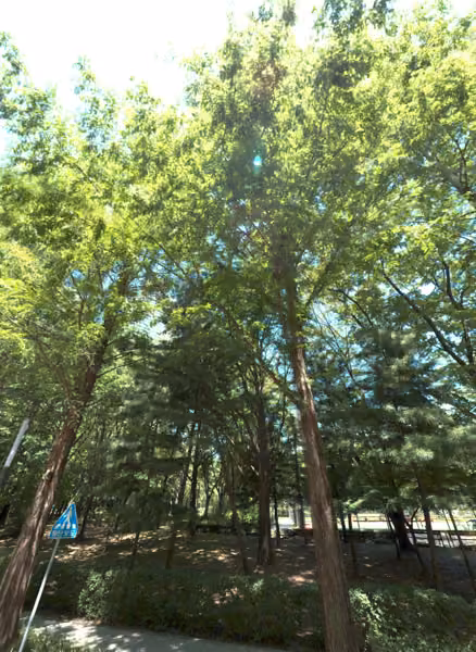 tree photo