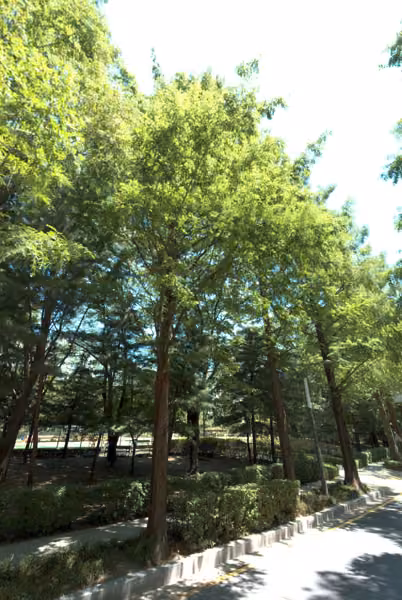 tree photo
