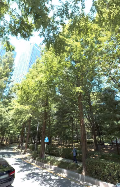 tree photo