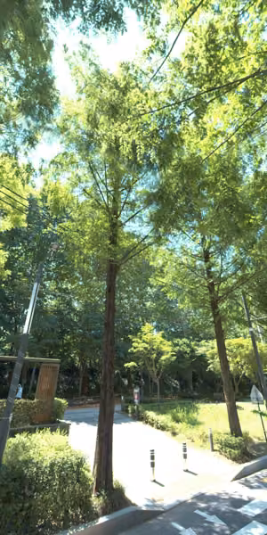tree photo