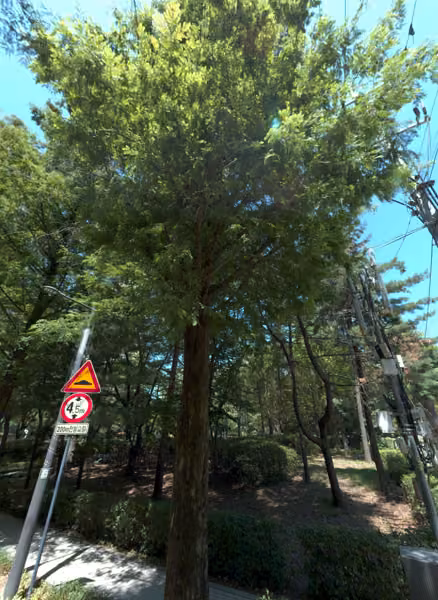 tree photo